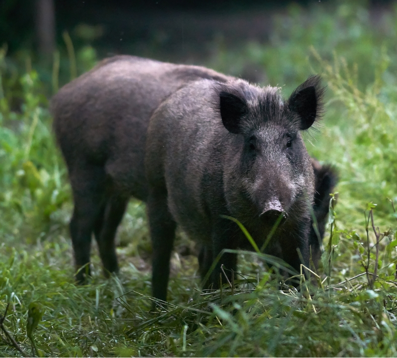 Feral Pig Forums - Website Thumbnail